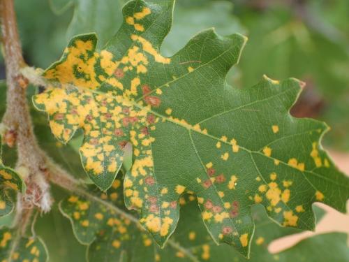 Réf. 259 579 : Phylloxera quercus